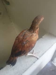 Aseel hen