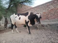 Washa for sale , cow bull