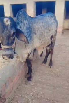 Qurbani