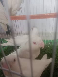 Albino Red Eyes 2200 pair . . 03352584871