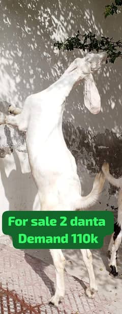 2 dant Bakra for sale