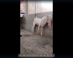 top class gulabi breeder
