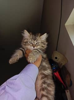Meri