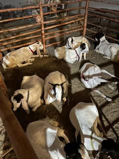 Qurbani 2025 Goats