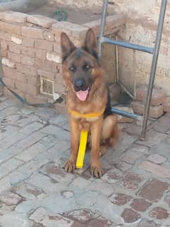 2 Years German Shepherd Dog For Sale