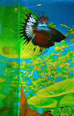 crown tail Betta