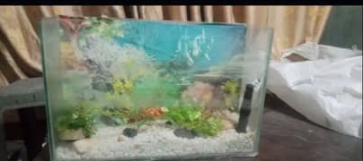 fish