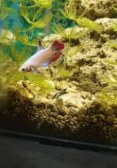female Betta fish
