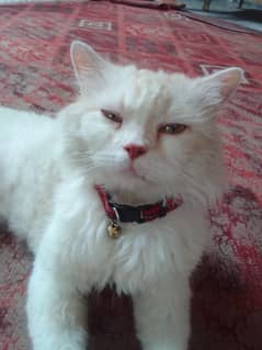 Persian