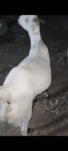 Eid