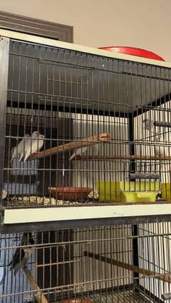 birds