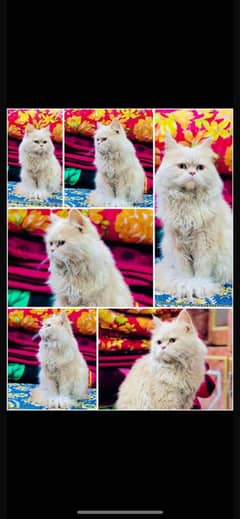 Persian