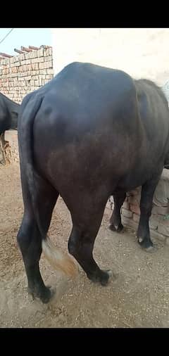 Qurbani
