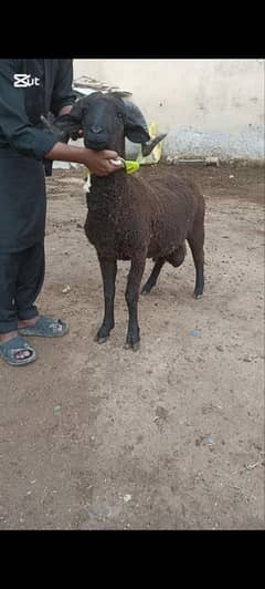 qurbani