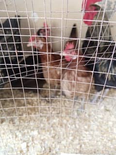 hens for sale