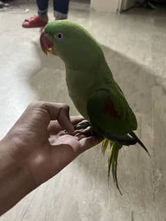 Female raw parrot age 2 years