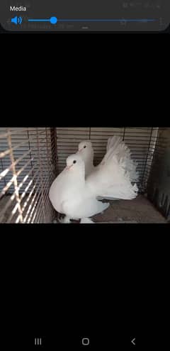 Pure Laka white