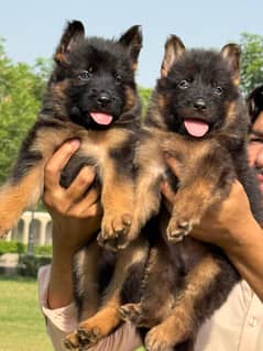 German Shepherd Long Coat Puppies For Sale