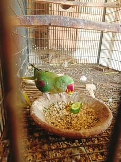 Raw parrot confirm breeder female