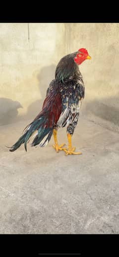 Top quality Mian vale Assel argent sale krny ha