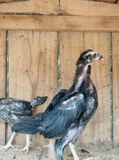 coco shamo chicks & egg