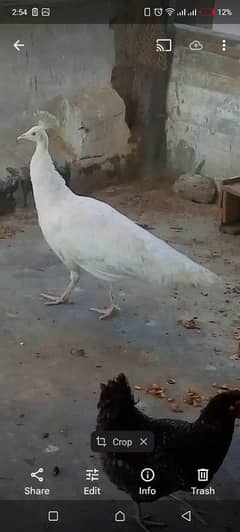 female