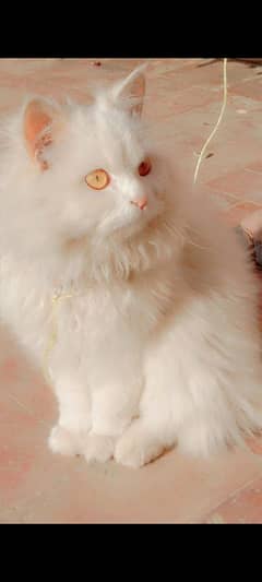 Persian cat for sale urgent
