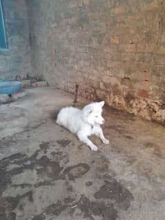 russian puppies pink nose pair for sale