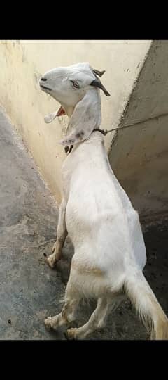 Jori Bakro ke RS 120000