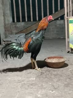 trad