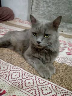 Russian cate (male)