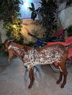 Bakra for sale
