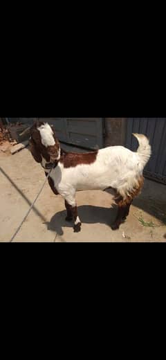 bakra for qurbani