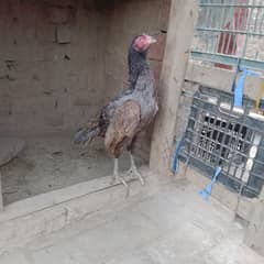 aseel murgi salati pure mianwali