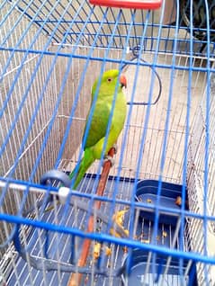 parrot