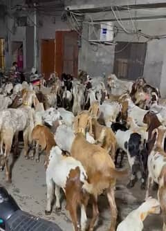 makhi cheena/beetal/chahtry/qurbani goat /bakra /بکرا/desi goat