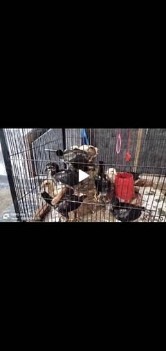 top bloodline chick's for sale
