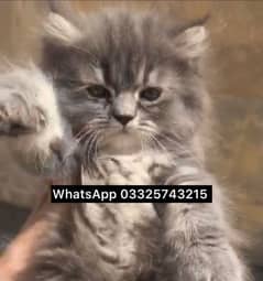Gray kitten or white kitten