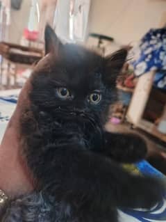 Black Persian Cats for Sale in Your Area: Healthy and Happy Kitties