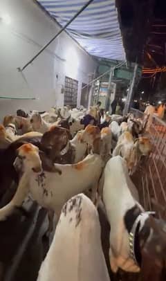 makhi cheena/beetal/chahtry/qurbani goat /bakra /بکرا/desi goat