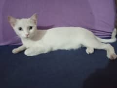 Persian