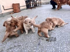 Golden retriever puppies available