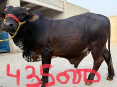 bull for Qurbani