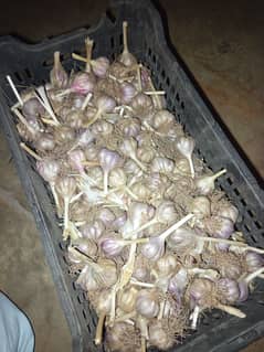 Organic