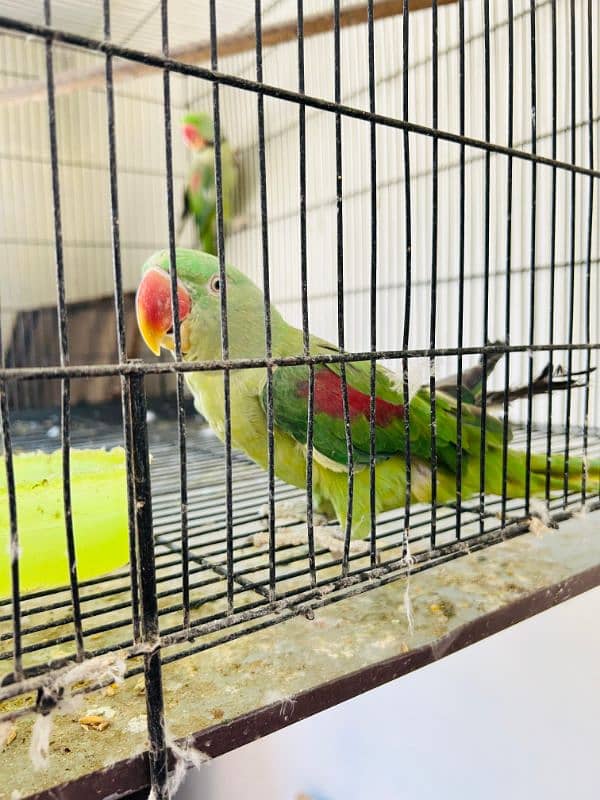 Kashmiri raw Breeder pair 1