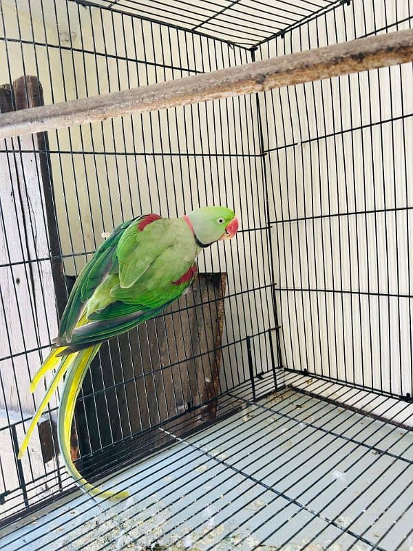 Kashmiri raw Breeder pair 3
