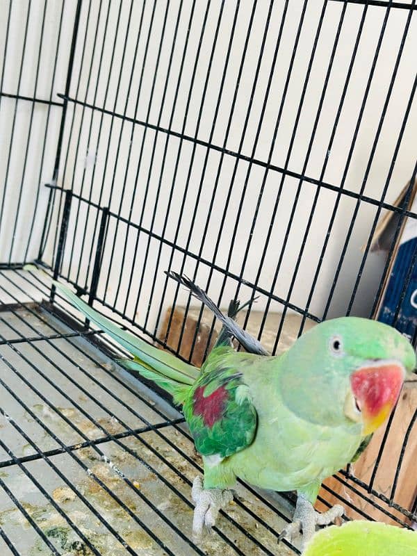 Kashmiri raw Breeder pair 6