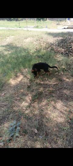 German shepherd