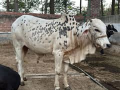 Bulls for sale