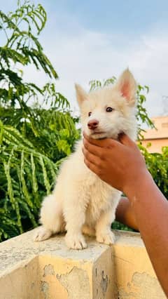 husky